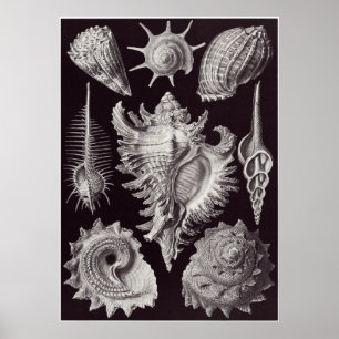 Affiche Ernst Haeckel Art Imprimer : Prosobranchia