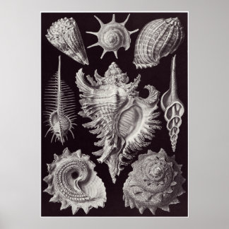 Affiche Ernst Haeckel Art Imprimer : Prosobranchia