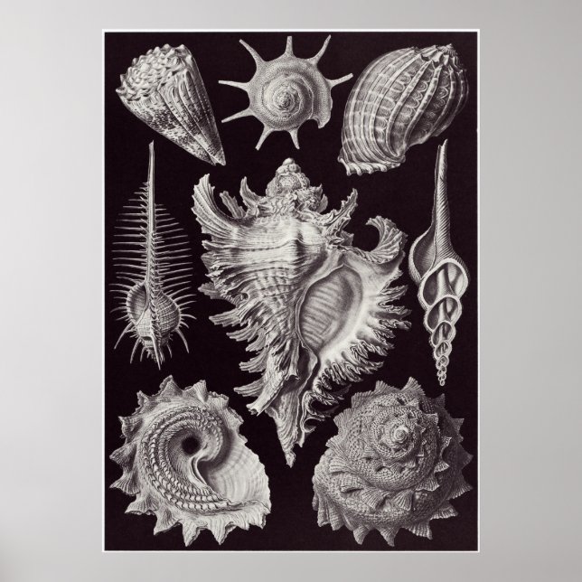 Affiche Ernst Haeckel Art Imprimer : Prosobranchia (Devant)