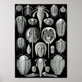 Affiche Ernst Haeckel Art Sea Life 11" x 8,5