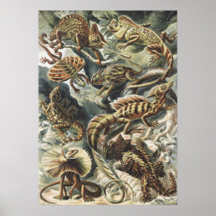 Affiche Ernst Haeckel Art Vintage Reptile Lézard Nature