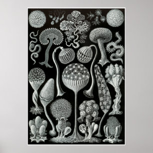 Affiche Ernst Haeckel Artformes De La Nature Imprimer