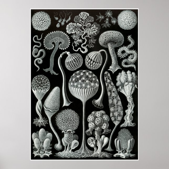 Affiche Ernst Haeckel Artformes De La Nature Imprimer (Devant)
