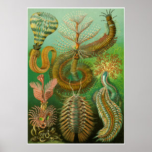 Affiche Ernst Haeckel Artformes De La Nature Imprimer