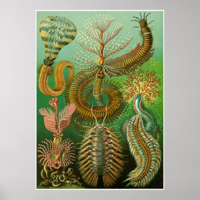 Affiche Ernst Haeckel Artformes De La Nature Imprimer (Devant)