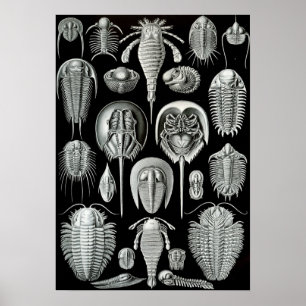 Affiche Ernst Haeckel - Aspidonia