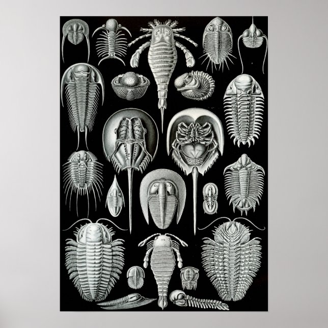 Affiche Ernst Haeckel - Aspidonia (Devant)