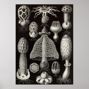 Affiche Ernst Haeckel - Basimycètes Champignons