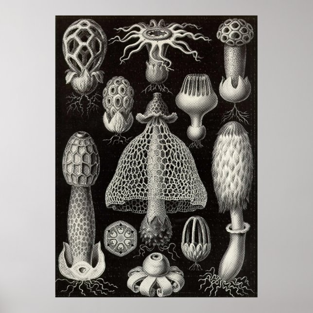 Affiche Ernst Haeckel - Basimycètes Champignons (Devant)