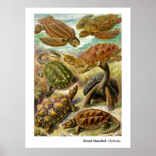 Affiche Ernst Haeckel Chelonia