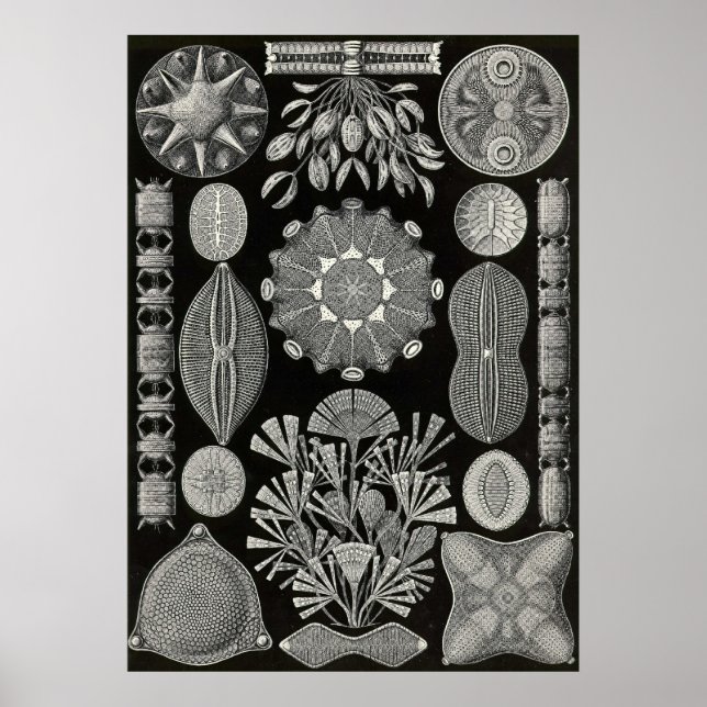 Affiche Ernst Haeckel - Diatomea2 (Devant)