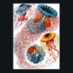 Affiche Ernst Haeckel Discomedusae<br><div class="desc">Discomedusae est un groupe taxonomique (sous-classe du Scyphozoa) de méduses. Ernst Heinrich Philipp August Haeckel était un biologiste, naturaliste, philosophe, médecin, professeur, biologiste marin et artiste allemand qui a découvert, décrit et nommé des milliers de nouvelles espèces, cartographié un arbre généalogique qui relie toutes les formes de vie, et inventé...</div>