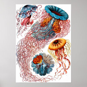 Affiche Ernst Haeckel Discomedusae