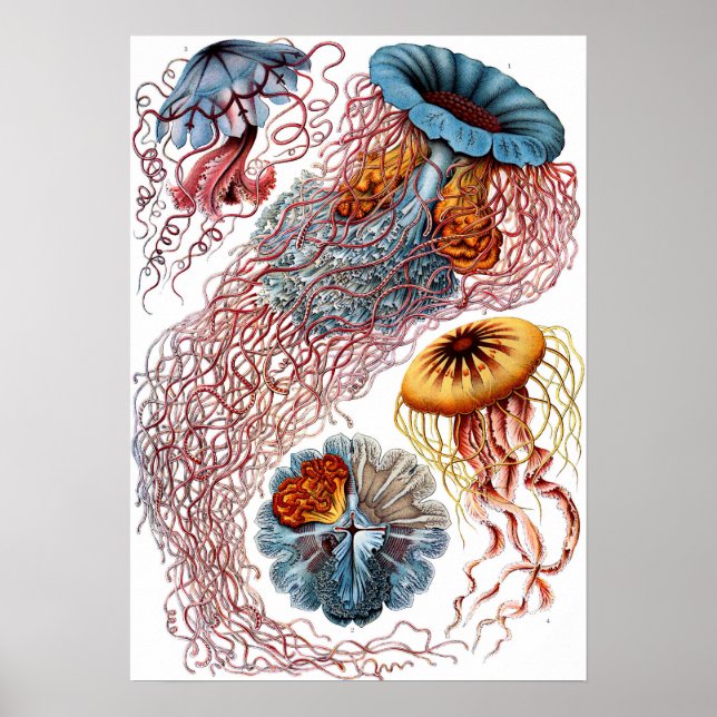 Affiche Ernst Haeckel Discomedusae (Devant)