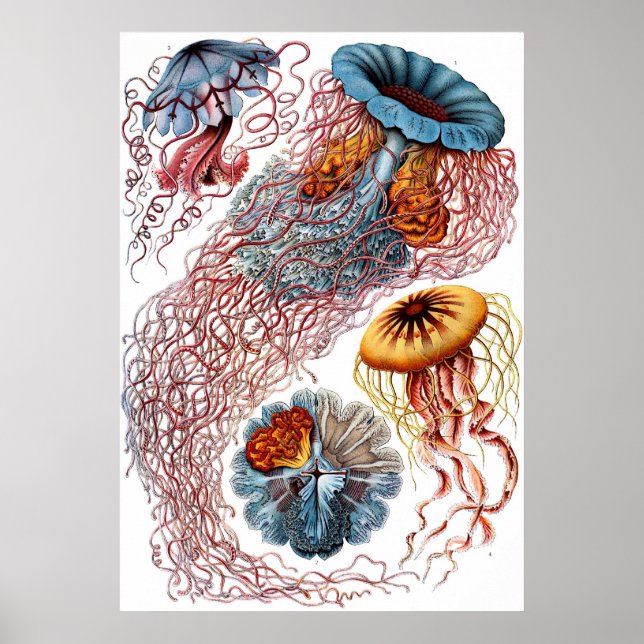 Affiche Ernst Haeckel Discomedusae (Devant)