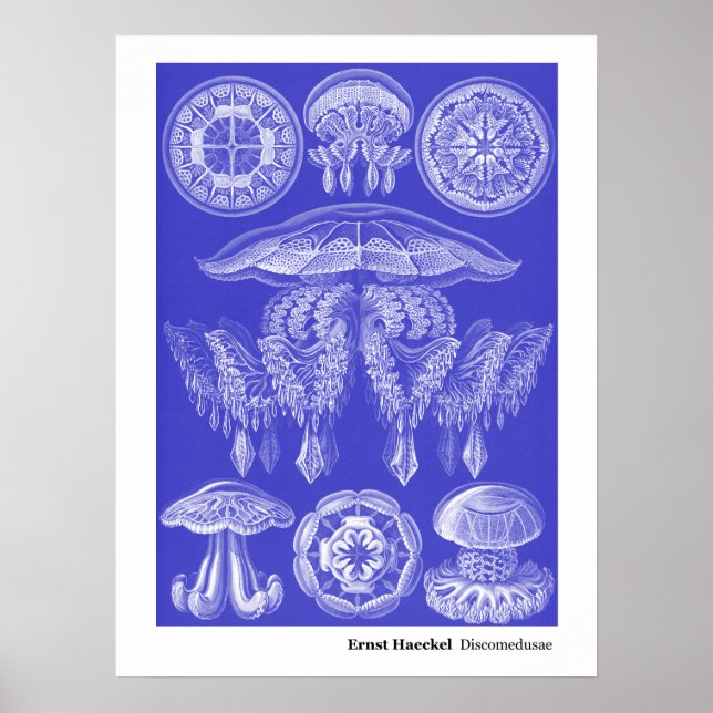 Affiche Ernst Haeckel Discomedusae III (Devant)