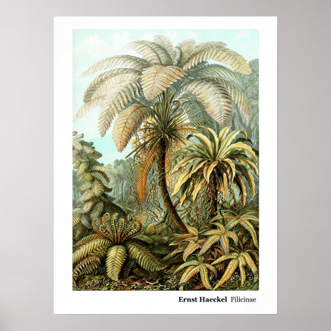 Affiche Ernst Haeckel Filicinae (Devant)