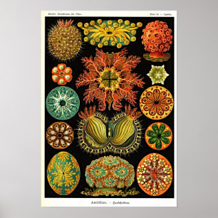 Affiche Ernst Haeckel Kunstformen der Natur Ascidian
