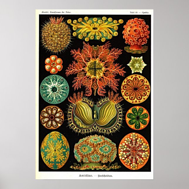 Affiche Ernst Haeckel Kunstformen der Natur Ascidian (Devant)