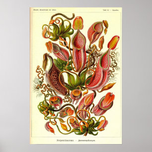 Affiche Ernst Haeckel Kunstformen der Natur Nepenthaceae