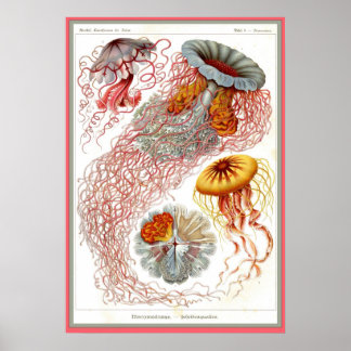 Affiche Ernst Haeckel - Kuntsformen der Nature - Tafel 8