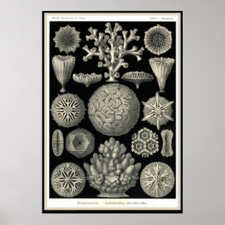 Affiche Ernst Haeckel - Kuntsformen der Nature - Tafel 9