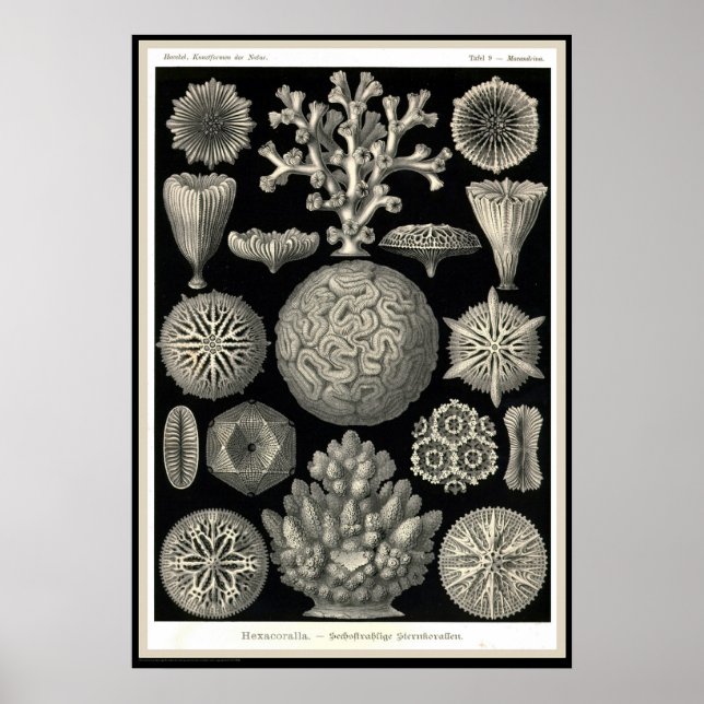 Affiche Ernst Haeckel - Kuntsformen der Nature - Tafel 9 (Devant)