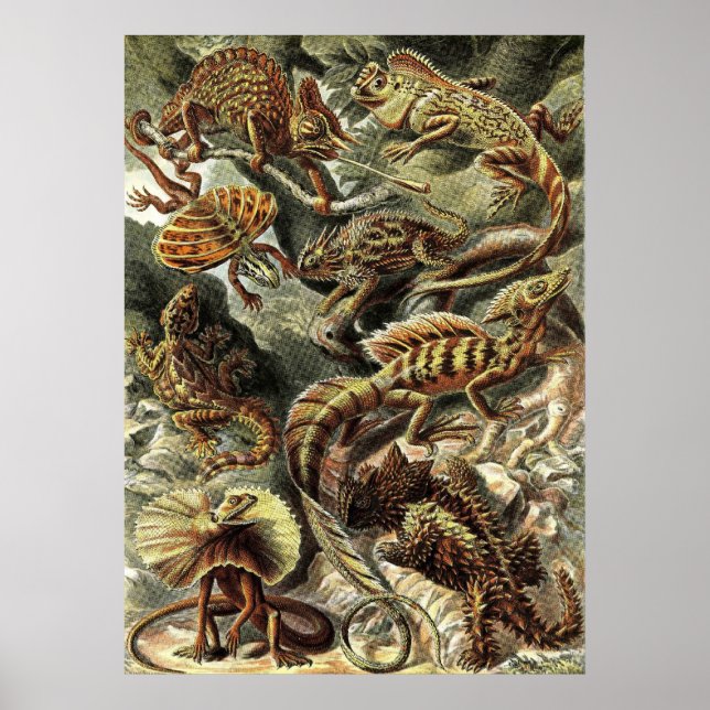 Affiche Ernst Haeckel - Lacertilia Lizards (Devant)