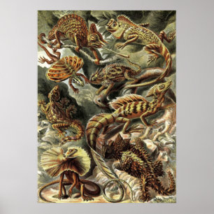 Affiche Ernst Haeckel - lézards de Lacertilia