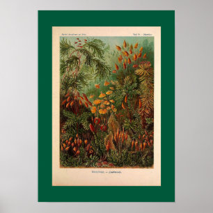 Affiche Ernst Haeckel Muscinae illustration vintage