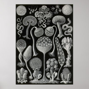 Affiche Ernst Haeckel - Mycetozoa