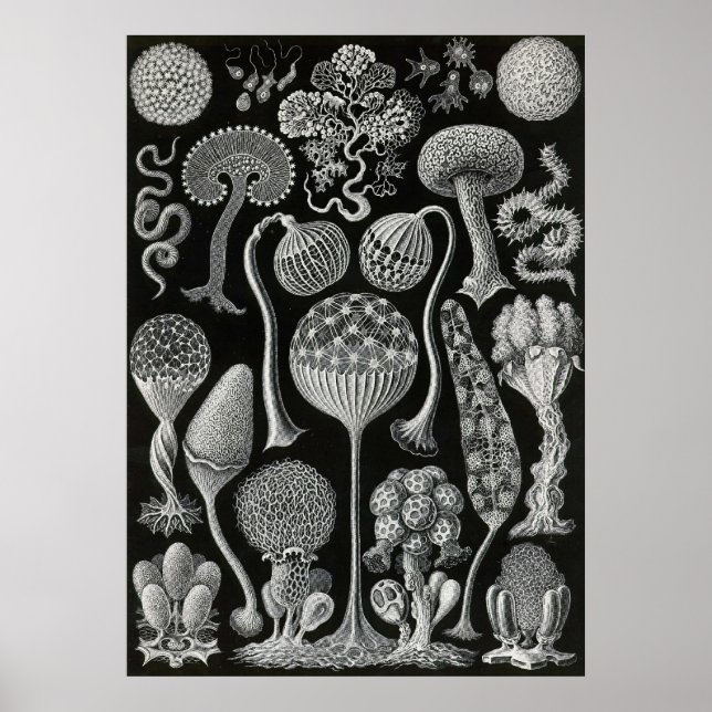 Affiche Ernst Haeckel - Mycetozoa (Devant)