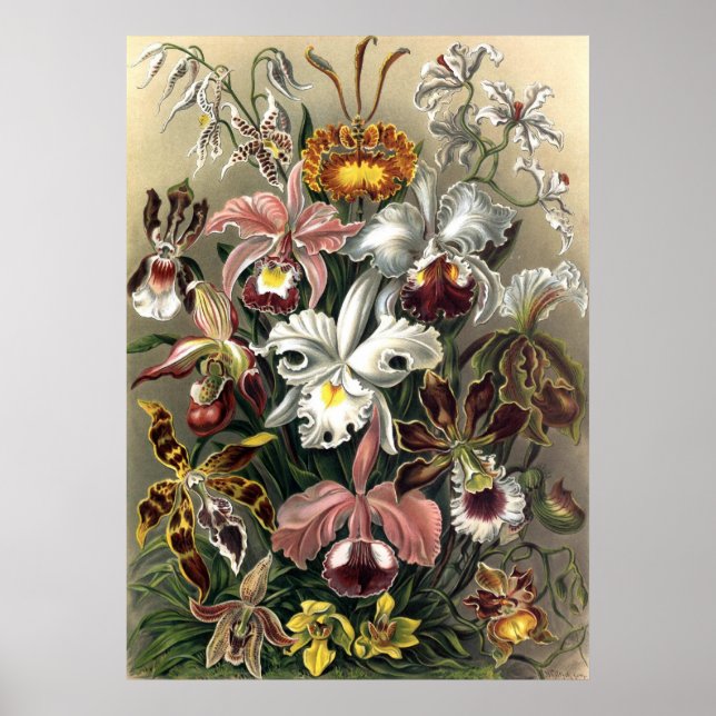 Affiche Ernst Haeckel - Orchideae (Devant)