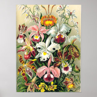 Affiche Ernst Haeckel - Orchidées