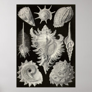 Affiche Ernst Haeckel - Prosobranchia