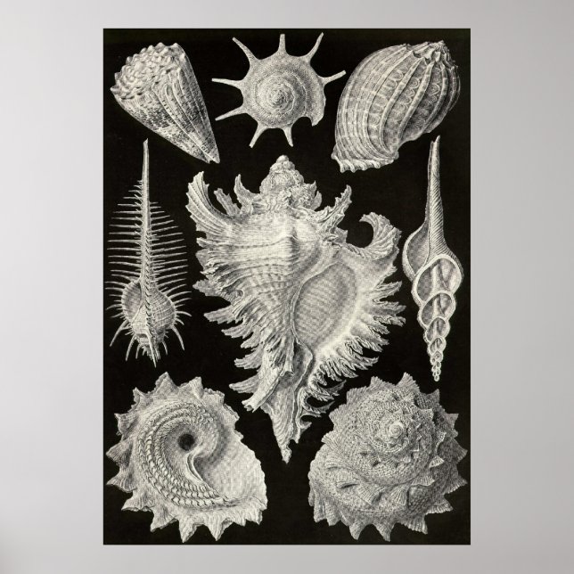 Affiche Ernst Haeckel - Prosobranchia (Devant)