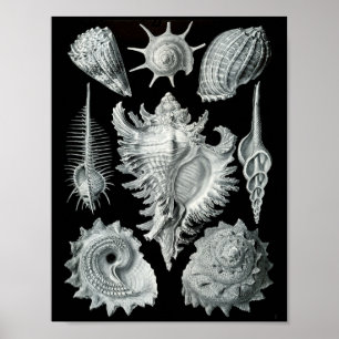 Affiche Ernst Haeckel Prosobranchia frapper noir et blanc