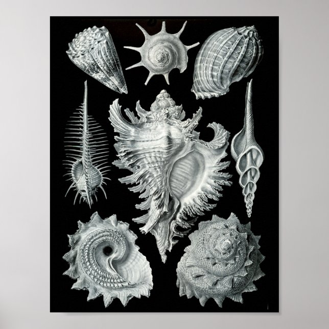 Affiche Ernst Haeckel Prosobranchia frapper noir et blanc (Devant)