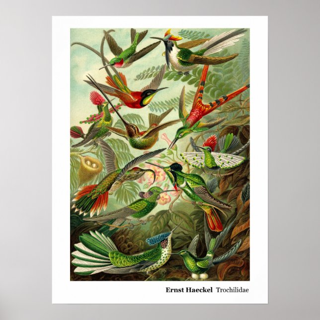 Affiche Ernst Haeckel Trochilidae (Devant)