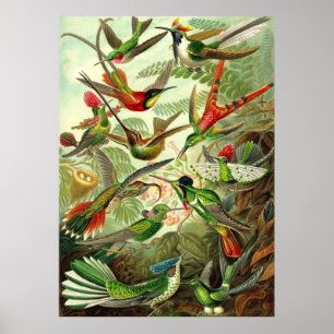 Affiche Ernst Haeckel - Trochilidae Hummingbirds