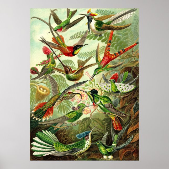 Affiche Ernst Haeckel - Trochilidae Hummingbirds (Devant)