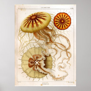 Affiche Ernst Haeckel Vie marine Ocean Jellyfish Art Impri