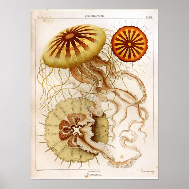 Affiche Ernst Haeckel Vie marine Ocean Jellyfish Art Impri (Devant)