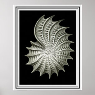Affiche Ernst Haeckel Wall Art 16 x 20