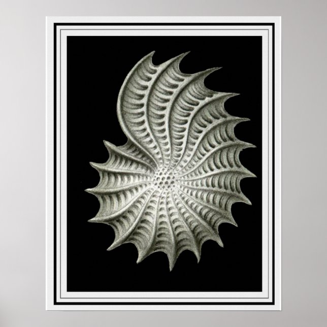 Affiche Ernst Haeckel Wall Art 16 x 20 (Devant)