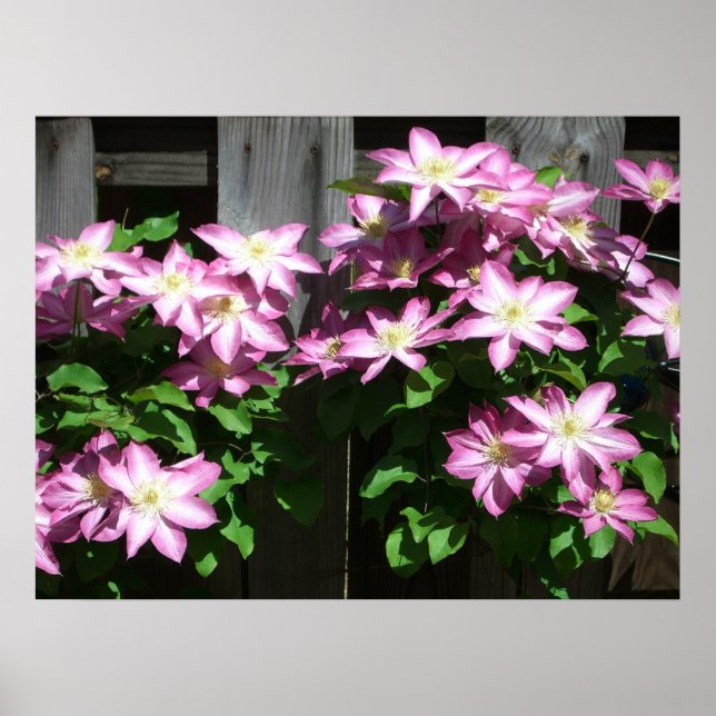 Affiche Escalade Clematis Fleurs de printemps violettes (Devant)