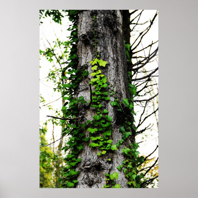 Affiche Escalade Ivy (Devant)