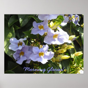 Affiche Escalade Matin Glories