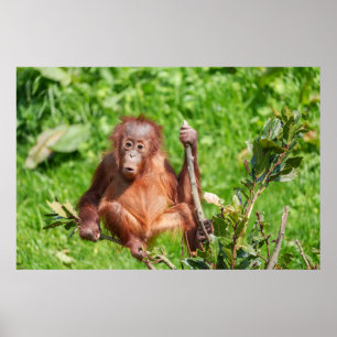 Affiche Escalade Orangutan Baby