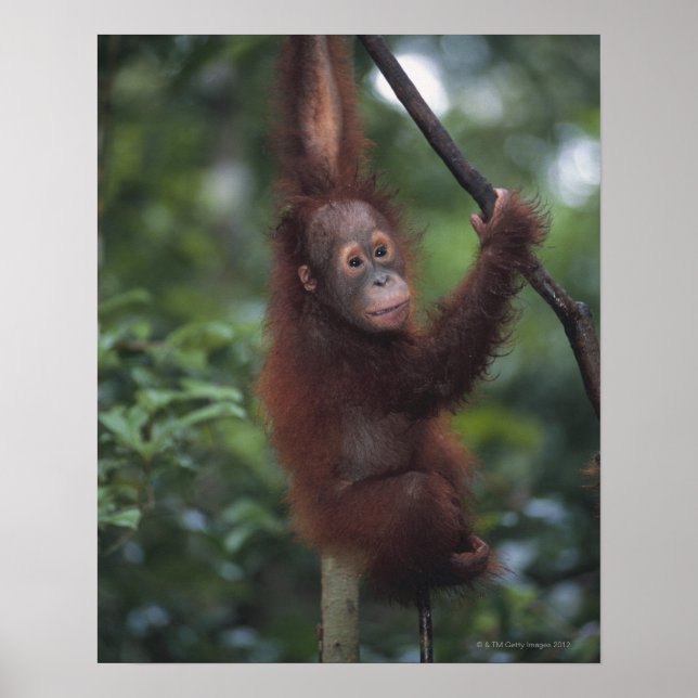 Affiche Escalade Orangutan Baby Liana (Devant)